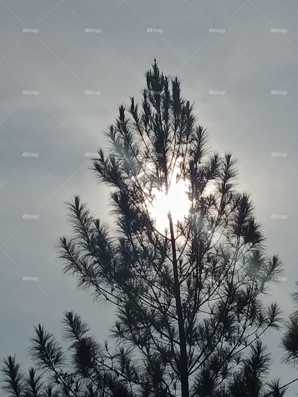 the sun behind the tree