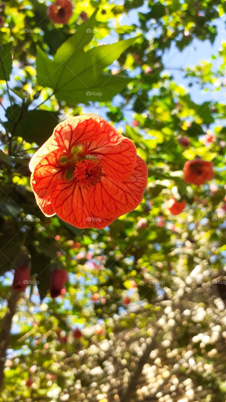 flor naranja