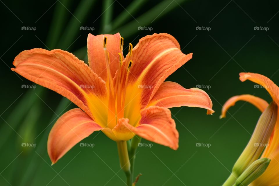 Orange flower plant