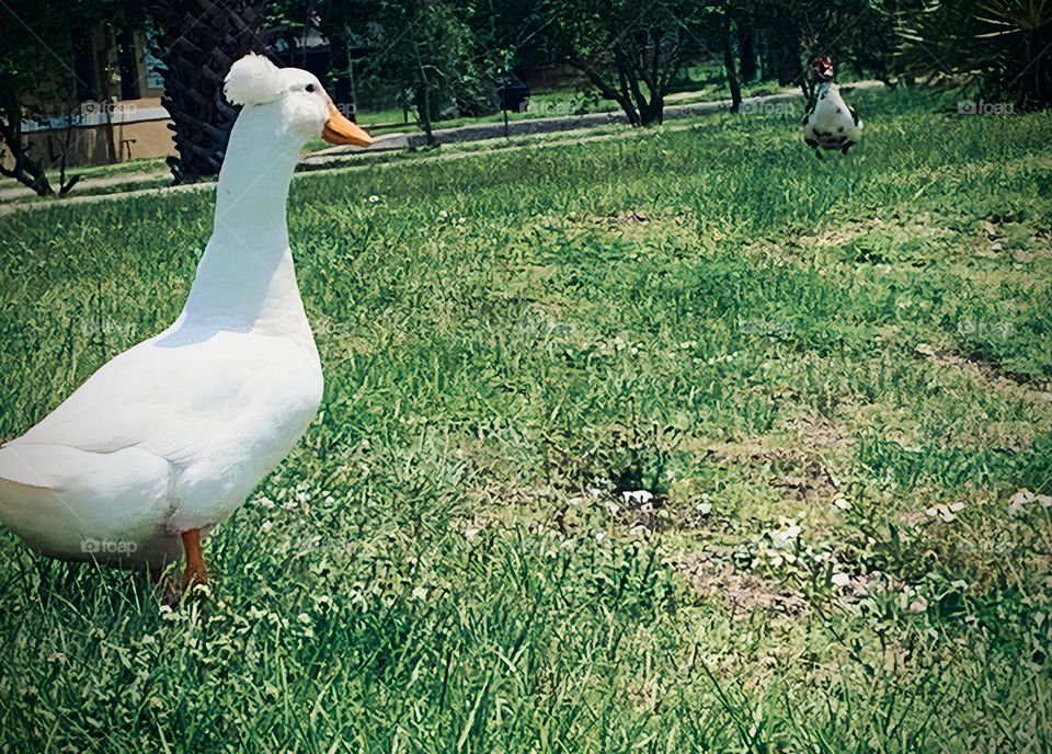 Love Story Coming Around Here At The Park With Thèse Two Ducks Seeing Each Other.