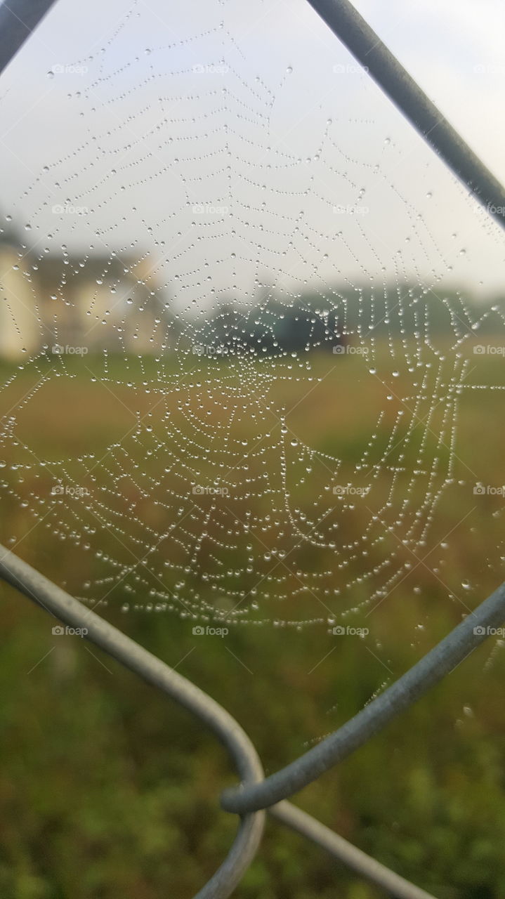 web
