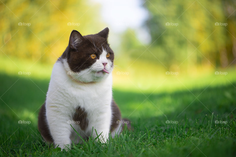 British shorthair cat licking with long tongue