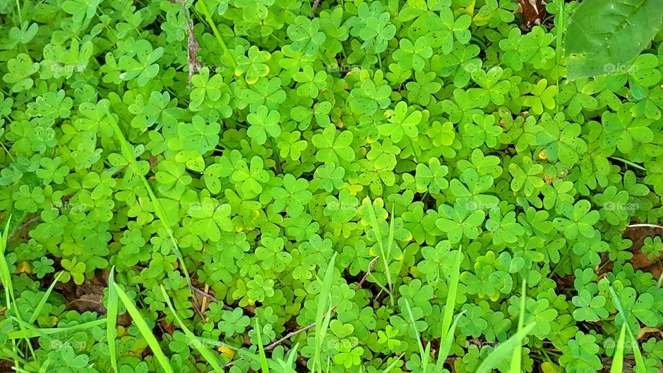 Clover in the field