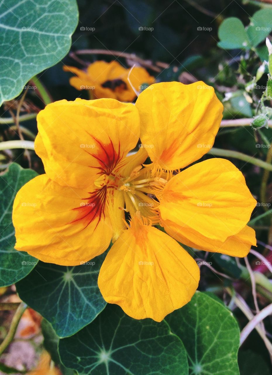 Flower . Yellow blossom 