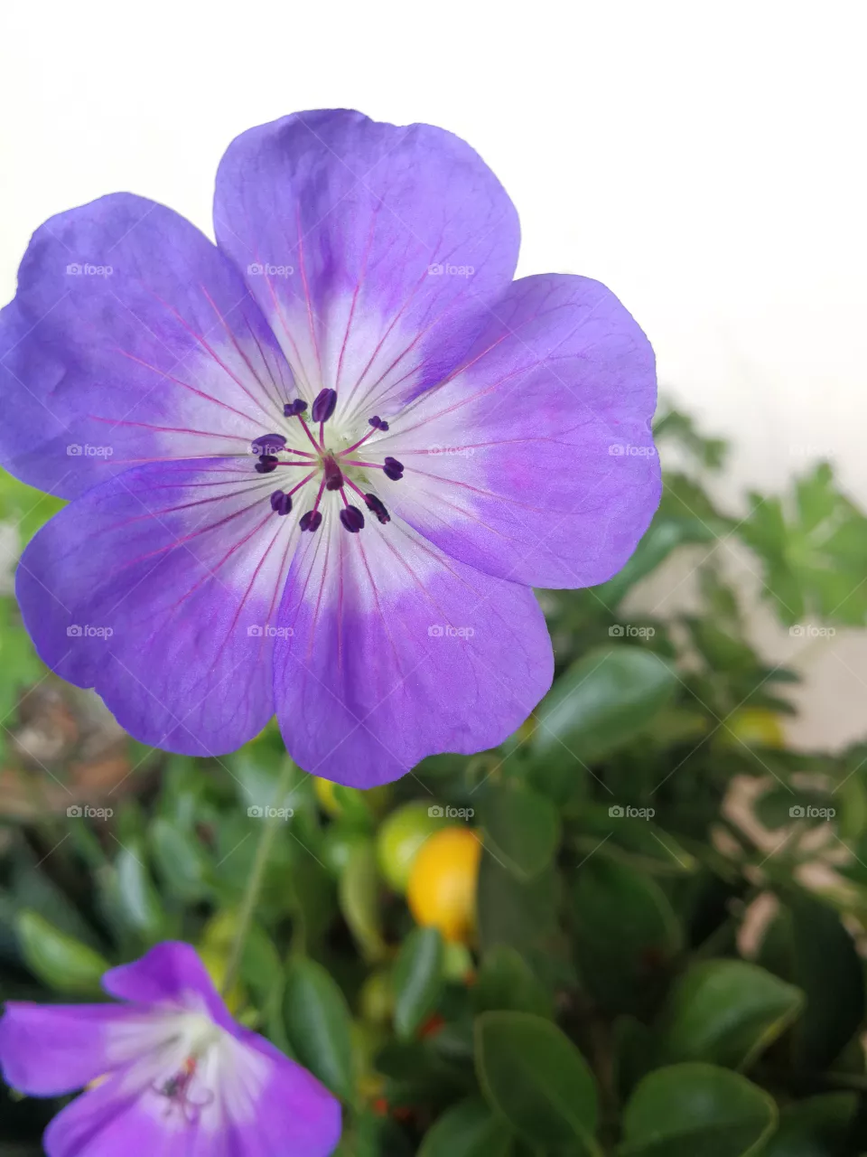 Purple