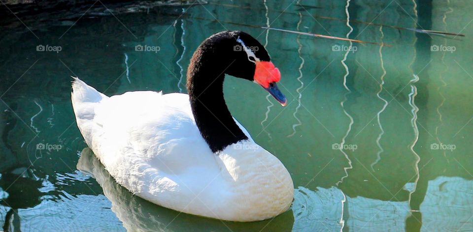 Romantic & Beautiful 🤍🖤❤