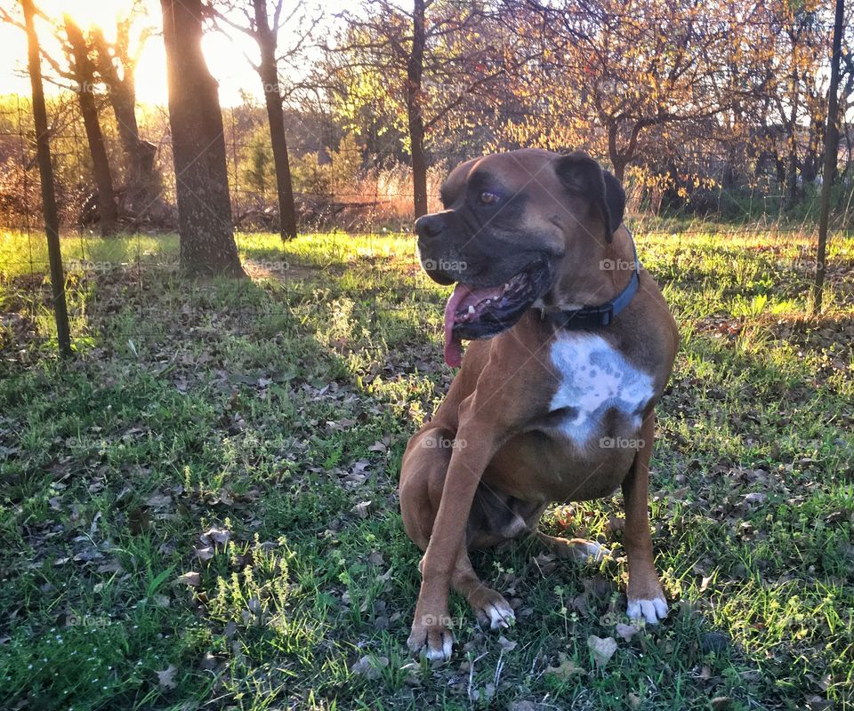 Boxer dog in the fall 