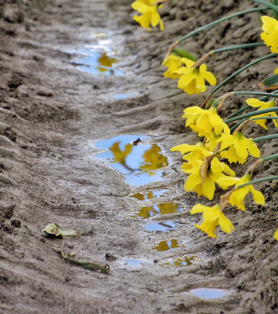 Daffodil reflection