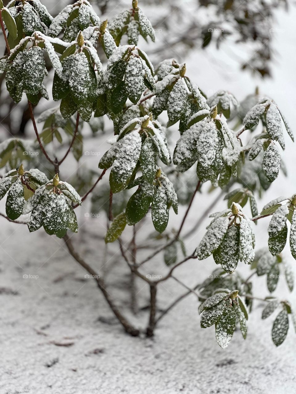 Azalea plant in snow 