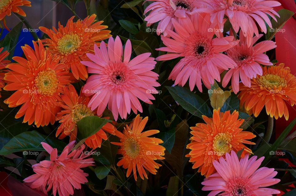 Beautiful Pink flowers 