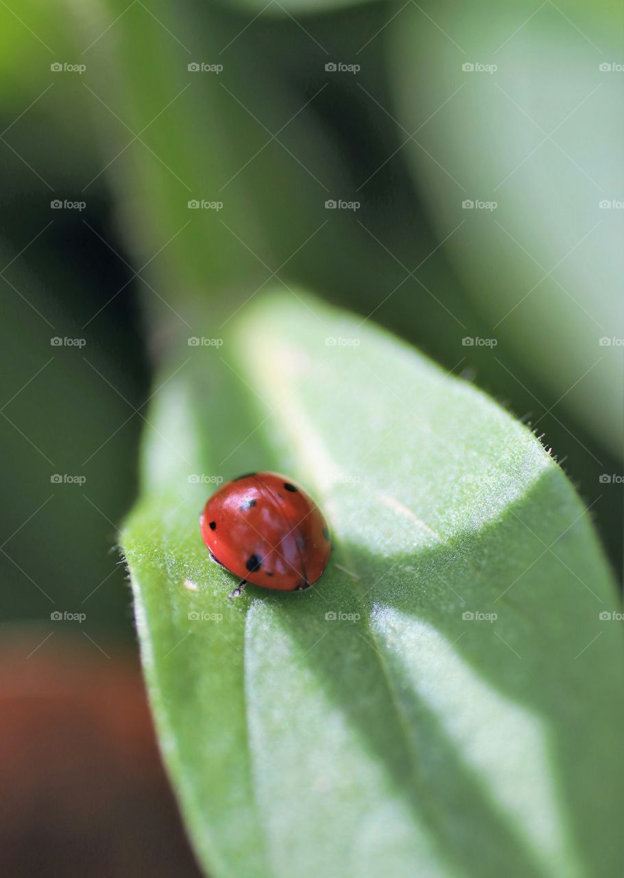Ladybug on green leaf