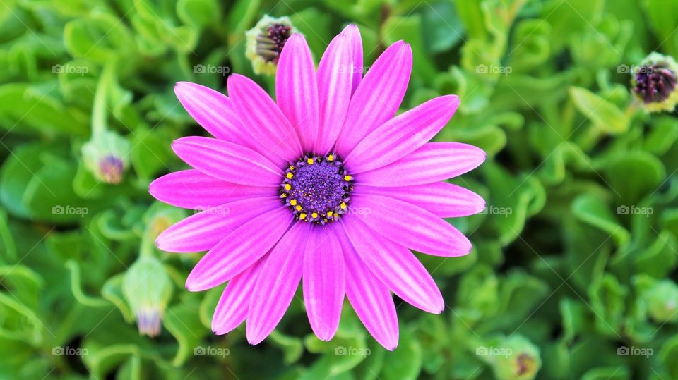 Purple Power. Vibrant Purple Flower