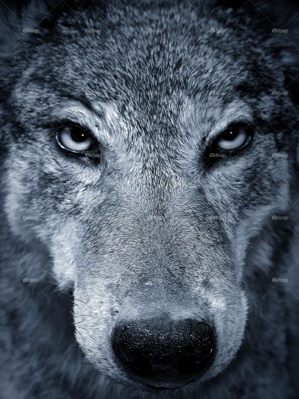 Animals. Mammals. Predators. White wolf. The magnetic gaze of a wild beast