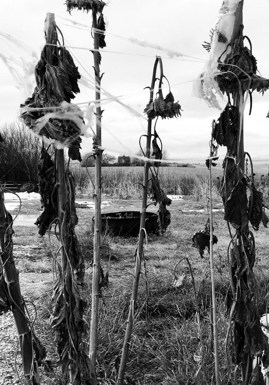 Black and white Dead sunflowers with cobwebs on Halloween farm house in the distance