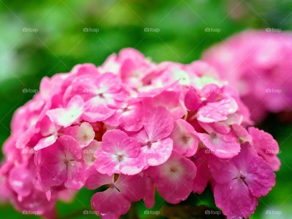 Pink Flowers 