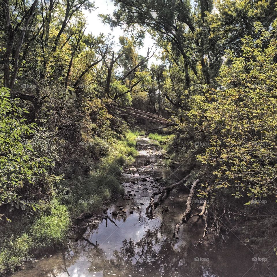 Stream through the woods