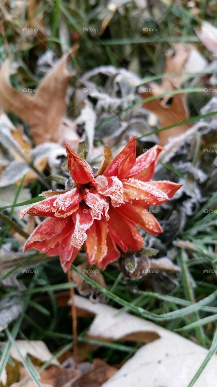First frost