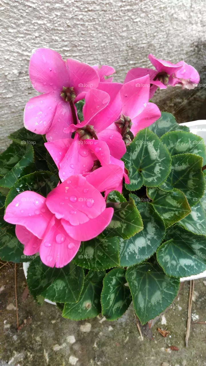 Persian cyclamen