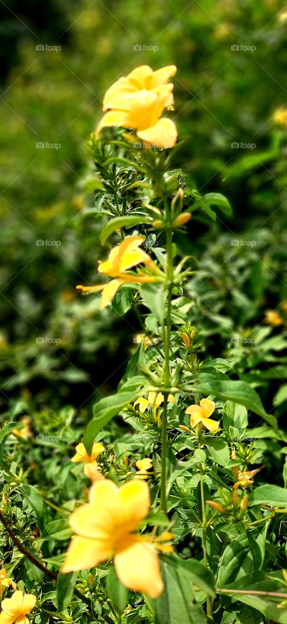 What a beautiful flower