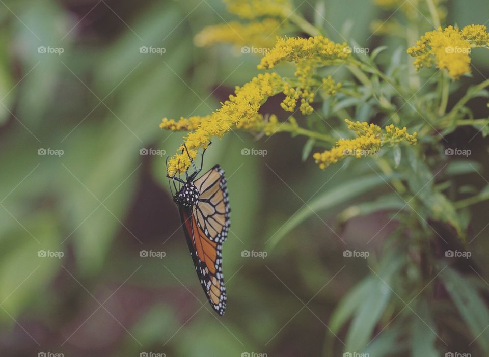 Butterfly, Insect, Nature, No Person, Flower