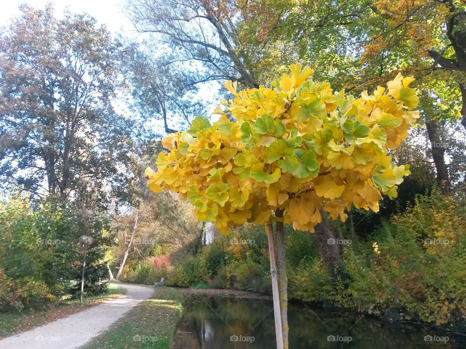 yellow gingko leaves at the park