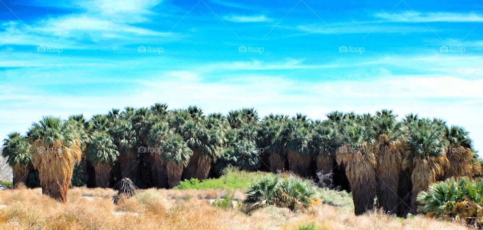 Palm oasis 