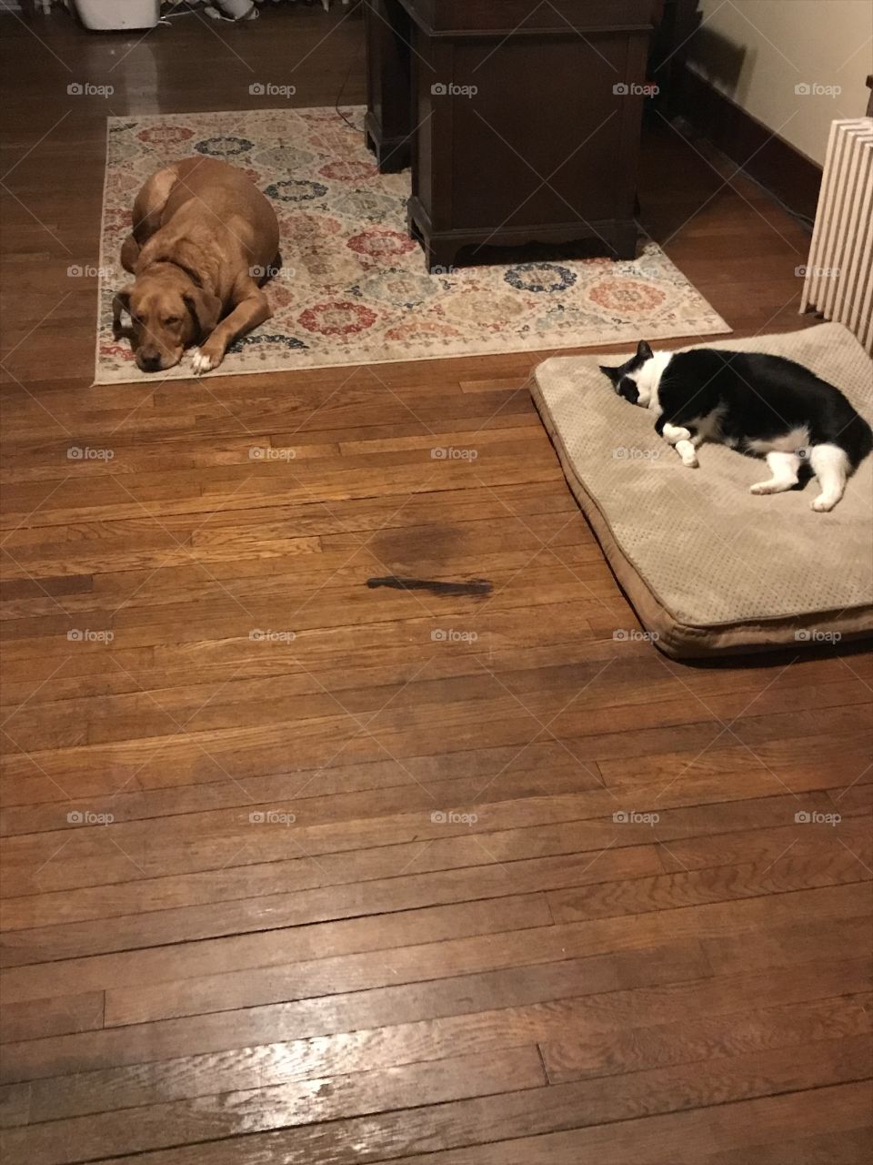 The cat won that argument 