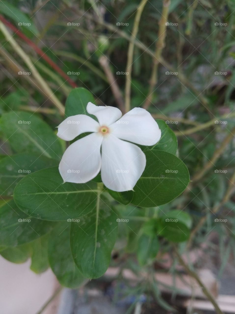 periwinkle white flower looks very beautiful generally found everywhere seasonal fresh