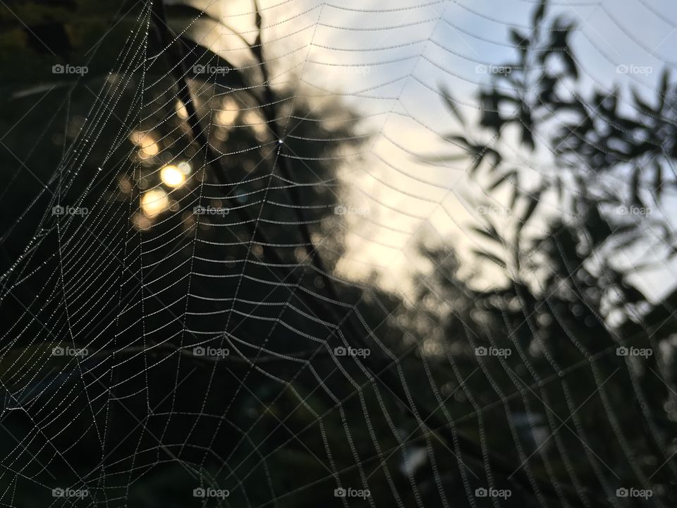 Dewy spider web.