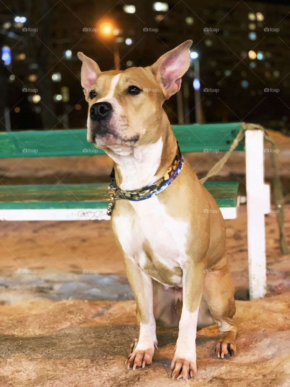 Domestic dog waiting for master in winter 