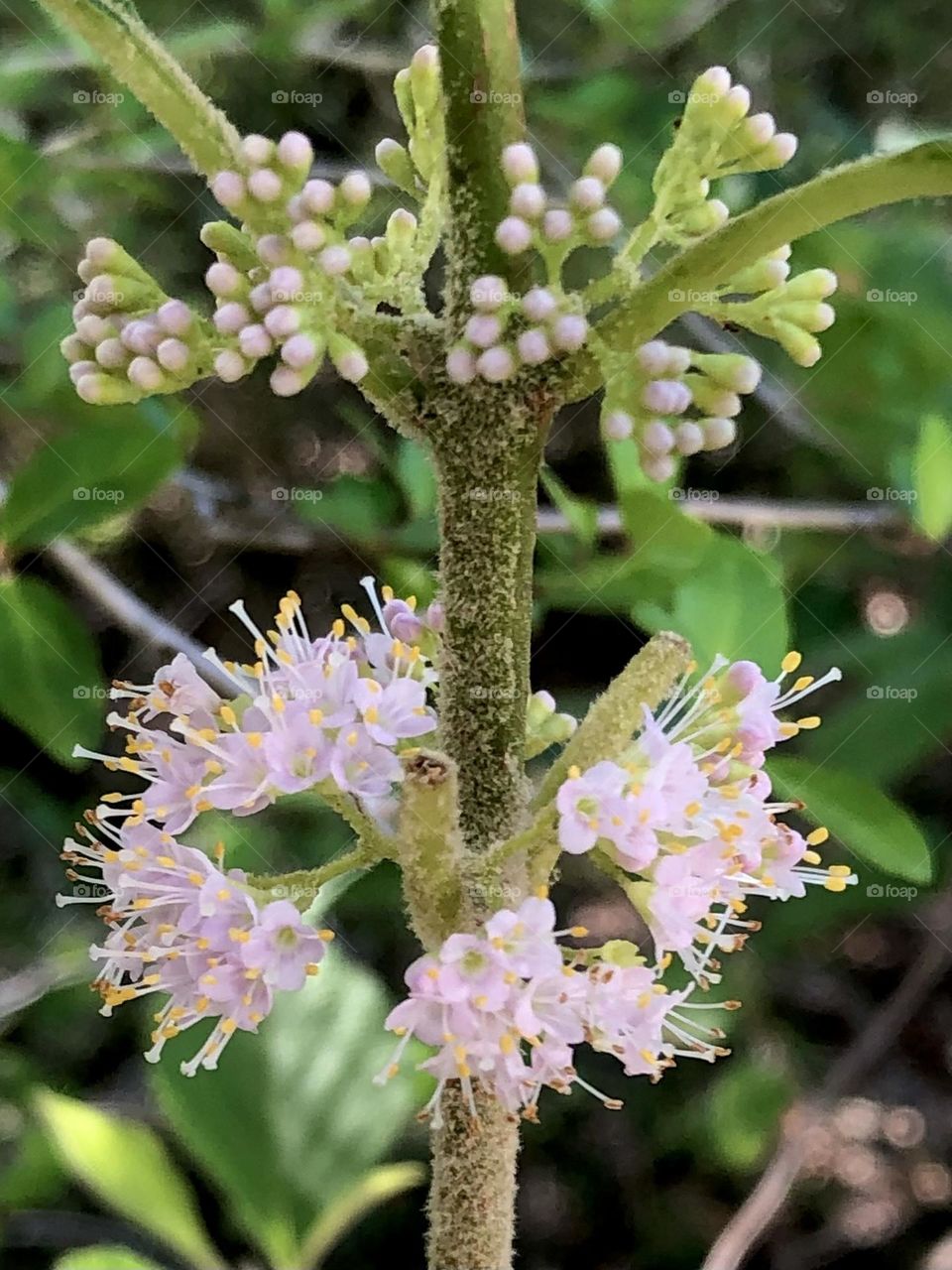 New teeny-tiny pink flowers growing from a beauty berry plant here on the ranch in Texas. 