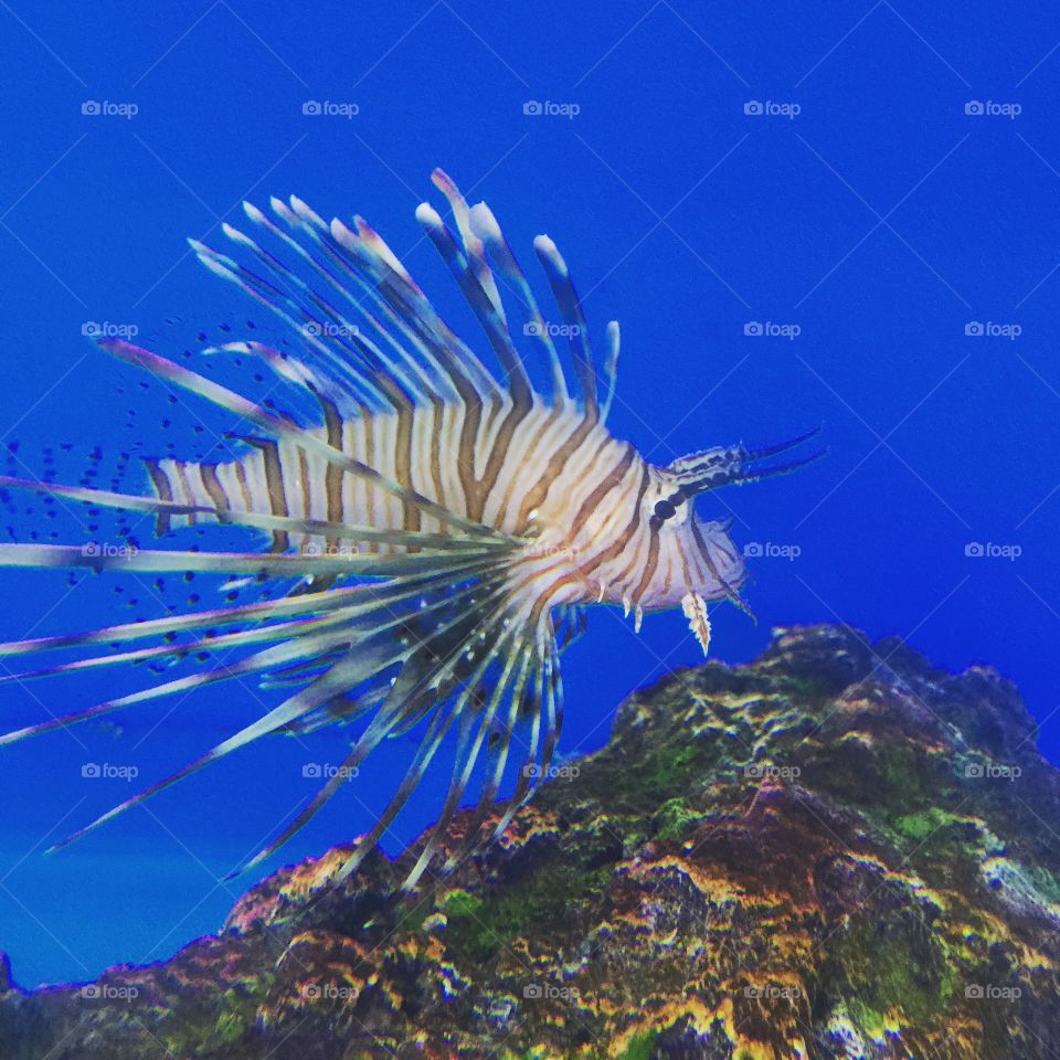 Lion Fish