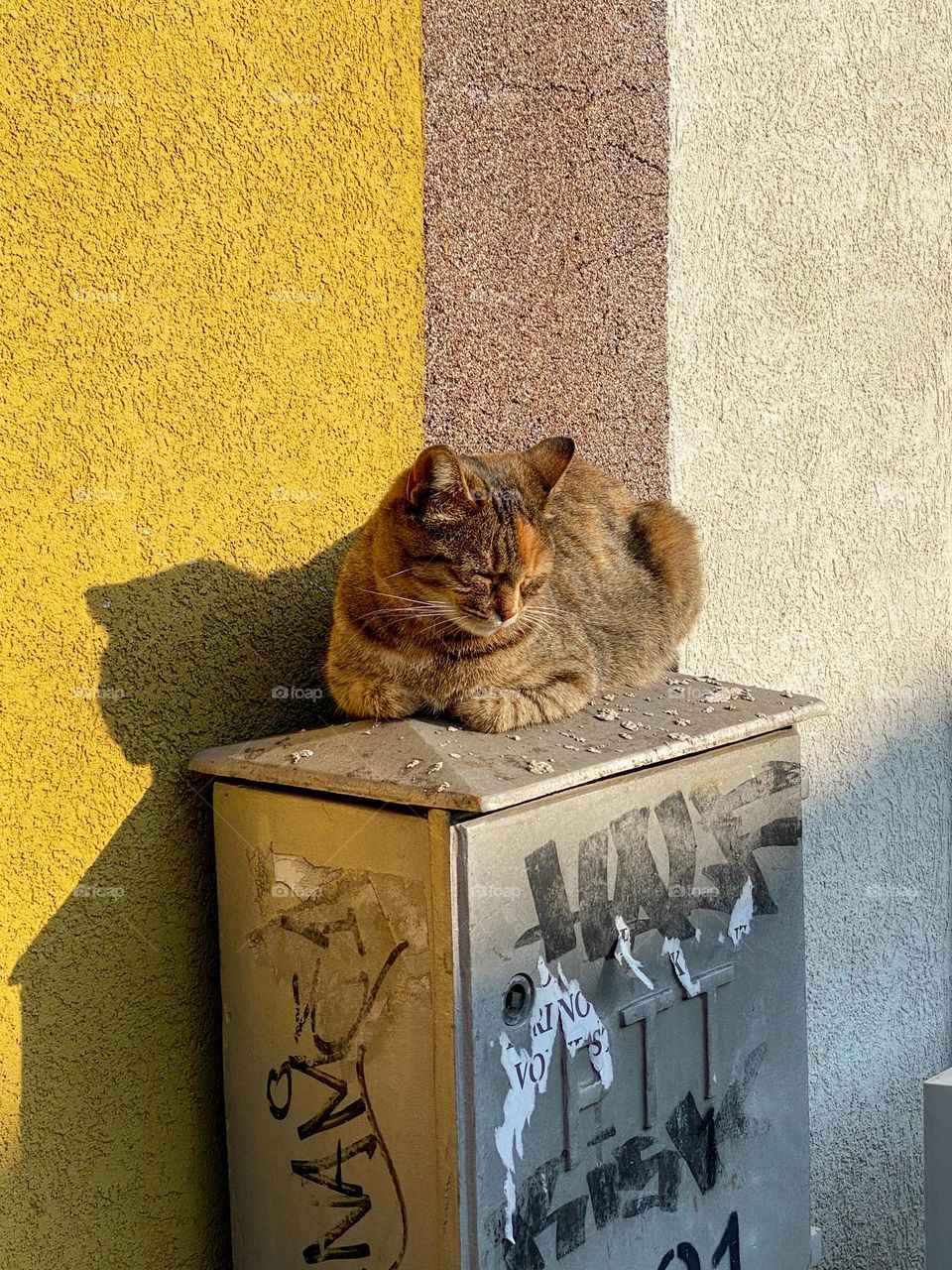 a picture of a cat collecting the last rays of sunshine for this year 🐈