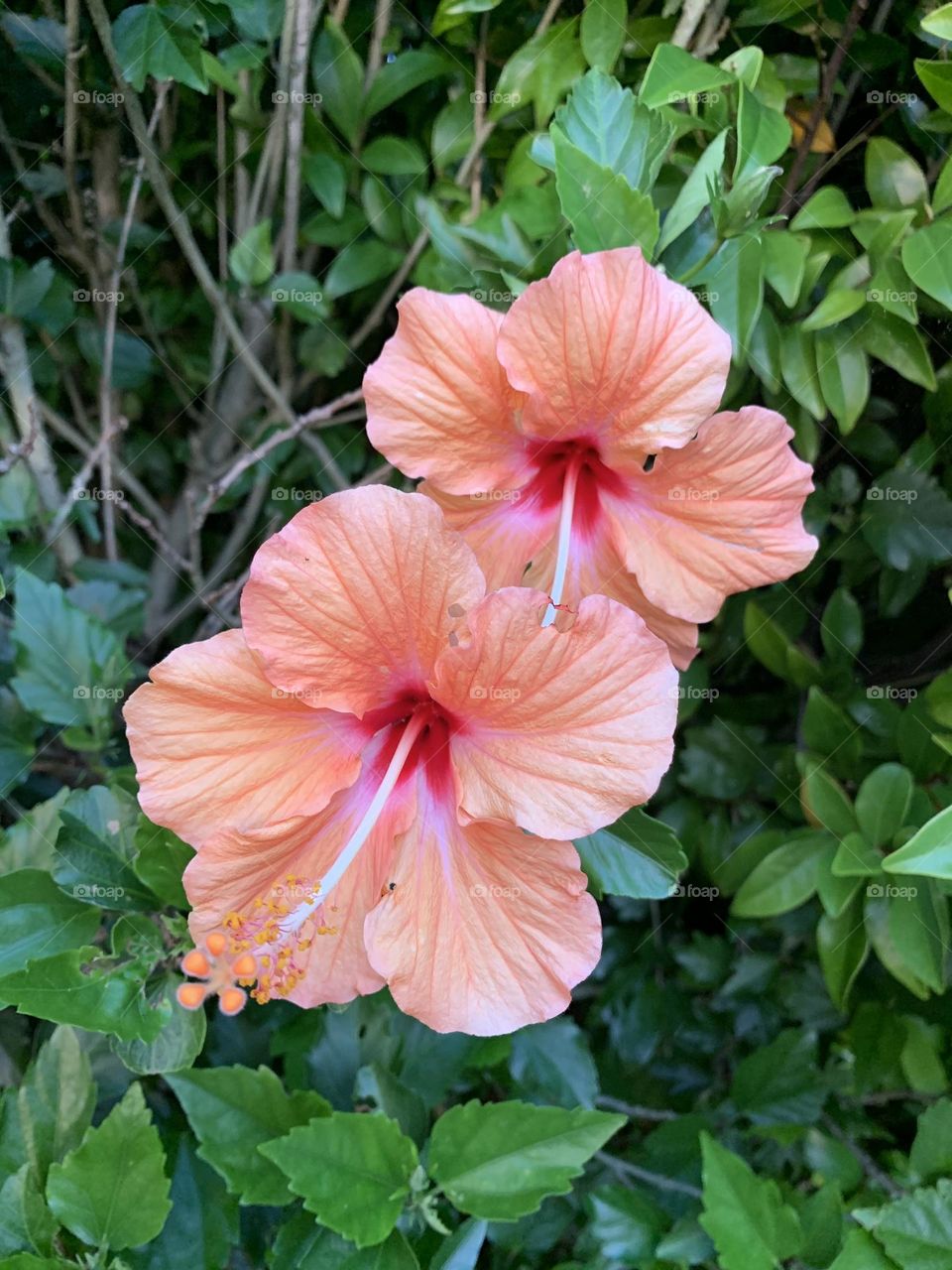 “As for man, his days are as grass: As a flower of the field, so he flourisheth.”~Psalm‬ ‭103:15‬ ‭KJV‬‬