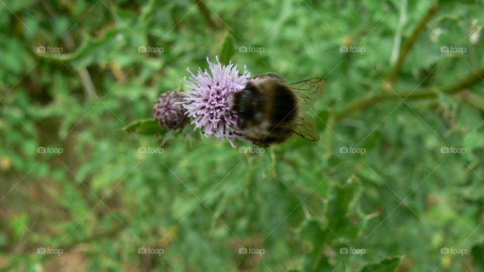 Hummel