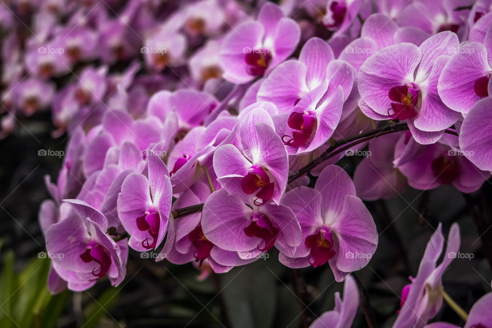 orchid