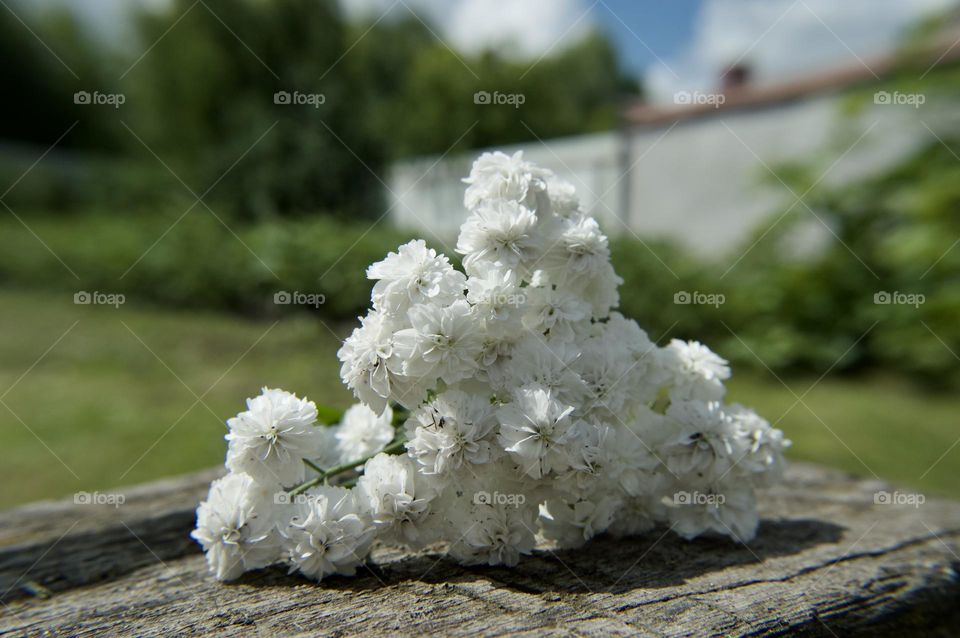 Flowers are the decoration of the earth. Flowers are the decoration of summer. Without flowers, earthly life would lose its charm altogether. Flowers are the smiles of the sun...