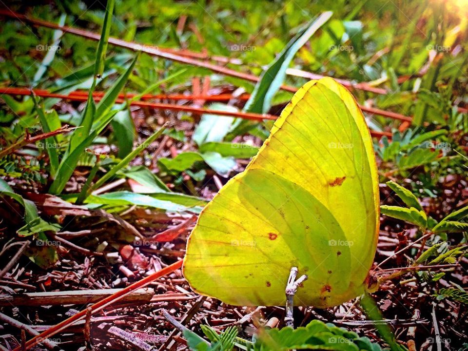Sulfur butterfly