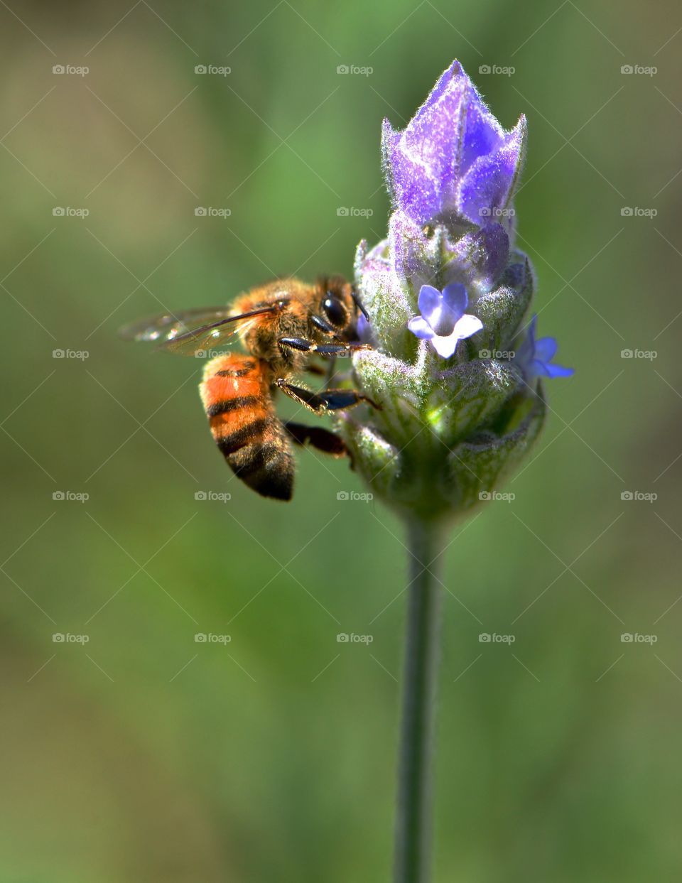 bee