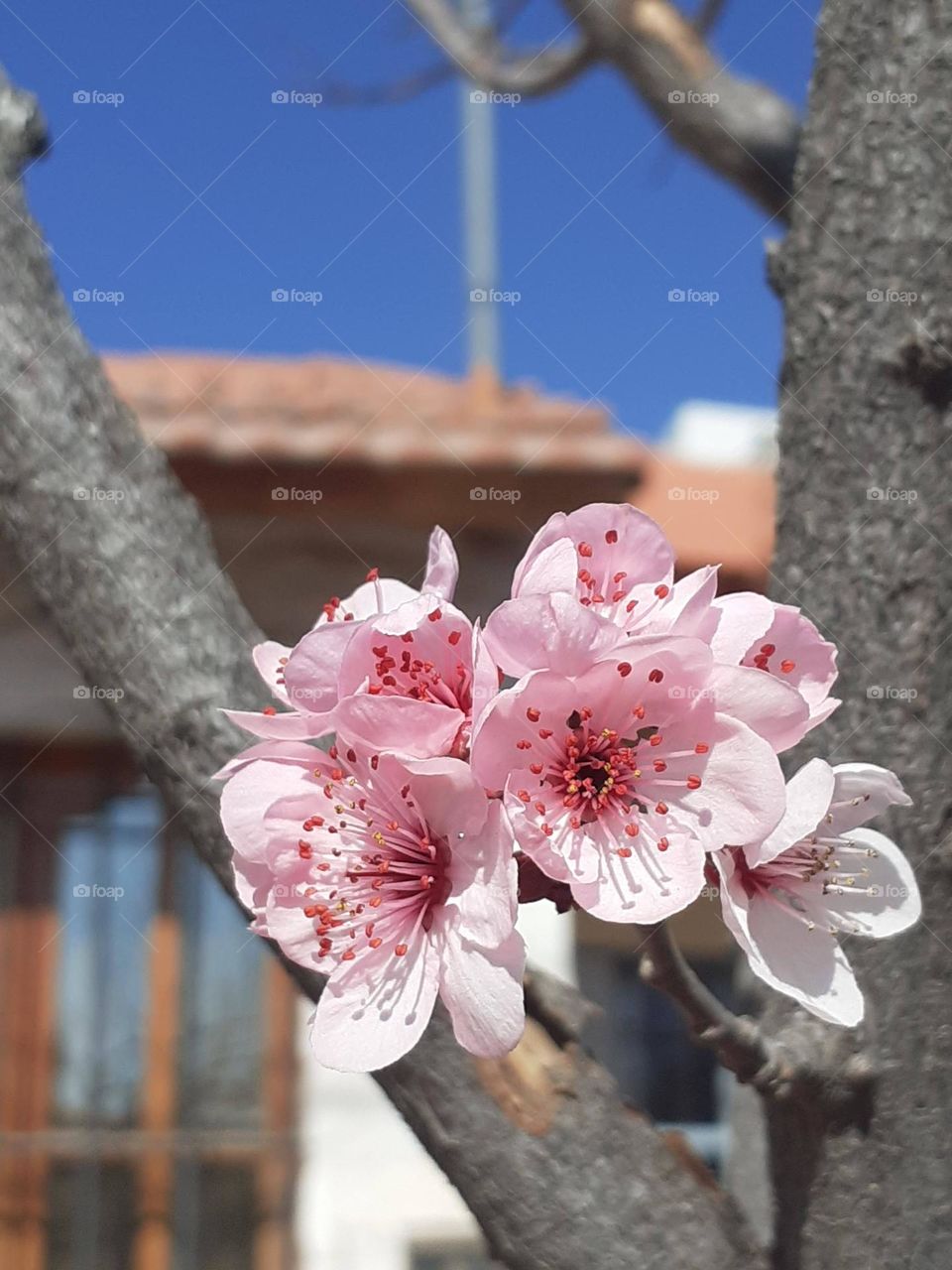 flores de primavera