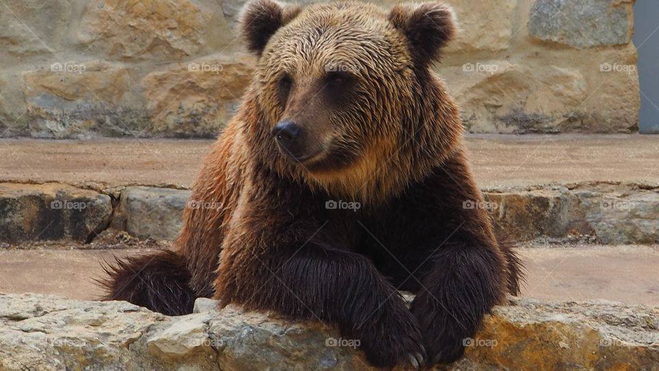 brown bear