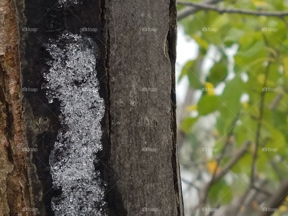 winter Trees