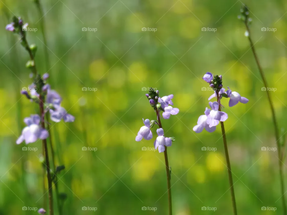 toadflax