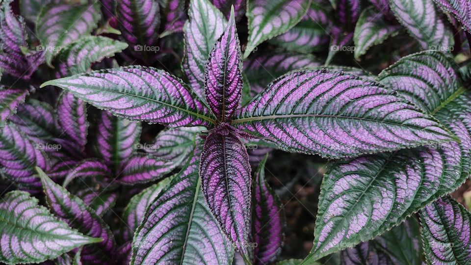 Persian shield flower. 
With iridescent purple leaves, Persian shield or Strobilanthes dyerianus is a tender perennial that makes a dramatic addition to any garden.