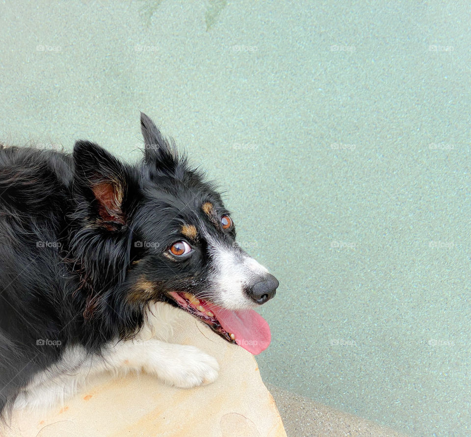High angle view of a border collie lying next to a swimming pool looking up 