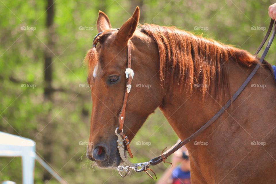 Mammal, Horse, Cavalry, Farm, Animal