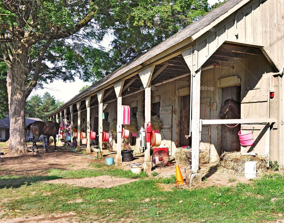 Horse Haven at Saratoga. Opening day at Saratoga! Horse Haven at the Barry Schwartz stables as stable hands prepare for another great season. 