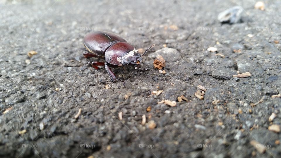 Stug beetle