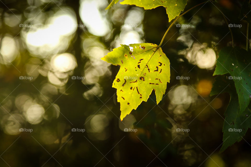 Leaf, tree, outdoors 