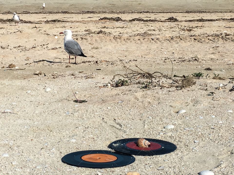 Beach scene vintage vinyl music record, ocean horizon and seagull in background